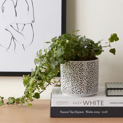 Dunelm Ceramic Dotty Plant Pot MultiColoured