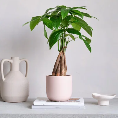 Dunelm Earthenware Plant Pot