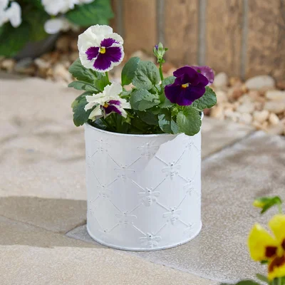 Dunelm Taylor's Bulbs Zinc Bee Planter with Anemone Kit White