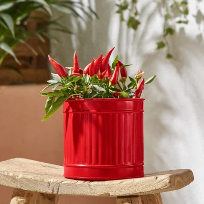 Dunelm Small Bright Metal Plant Pot