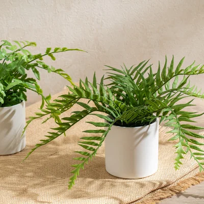 Dunelm Set of 2 Artificial Ferns in Ceramic Plant Pots
