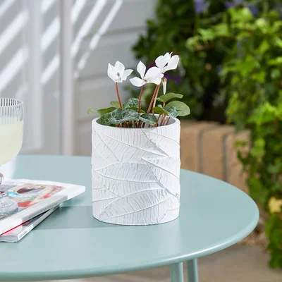 Dunelm Taylor's Bulbs Stone Pot with Leaf Pattern and Ranunculus Bulb Kit Grey