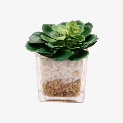 Dunelm Country Living Artificial Succulents in Square Glass Plant Pot