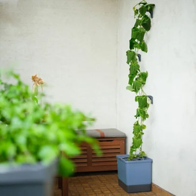 Dunelm Gusta Garden Curt Cucumber Planter with Water Tank