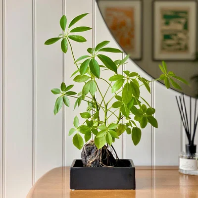 Dunelm Schefllera on Lava House Plant in Black Ceramic Plant Pot Black