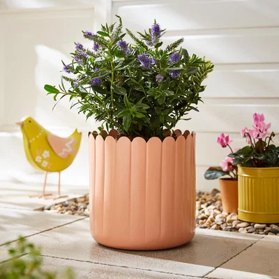 Dunelm Bright Scalloped Metal Plant Pot