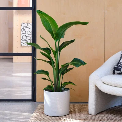 Dunelm Capri Plant Pot