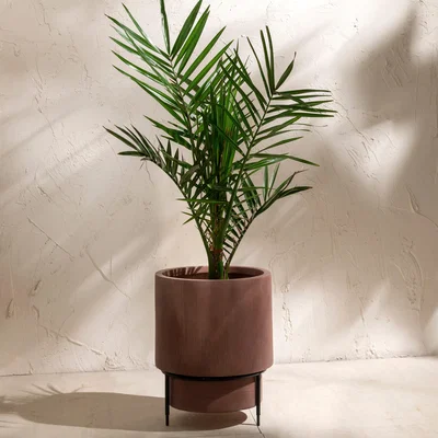 Dunelm Fibre Clay Rust Planter on a Stand Rust