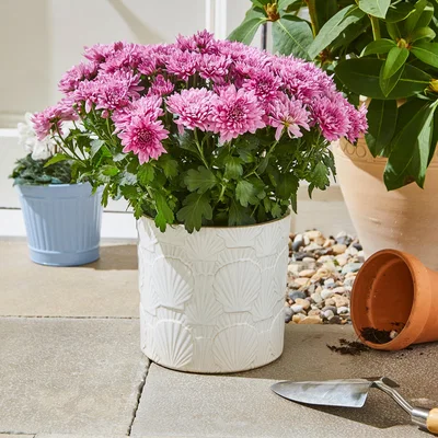 Dunelm Seashell Textured Ceramic Plant Pot