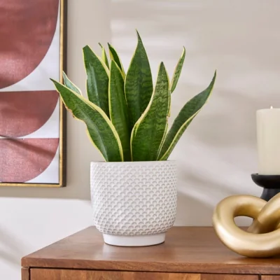 Dunelm Textured Detail Ceramic Plant Pot