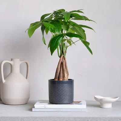 Dunelm Capri Plant Pot