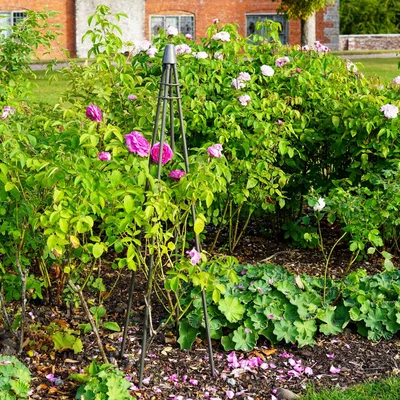 Dunelm Outdoor Plant Support Tripod Climber Zinc
