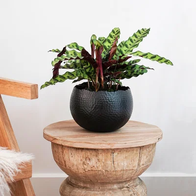 Dunelm Hammered Bowl Plant Pot Black