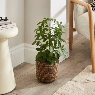 Dunelm Seagrass Plant Pot