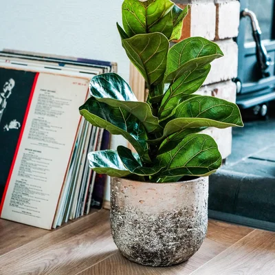 Dunelm Alberno Plant Pot Natural
