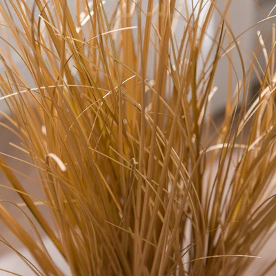 Dunelm Metallic Gold Grass in Black Plant Pot