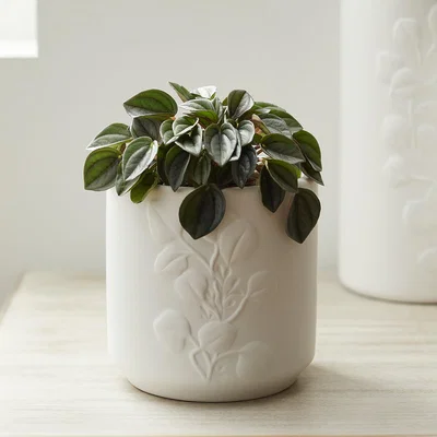Dunelm Eucalyptus Embossed Ceramic Plant Pot White