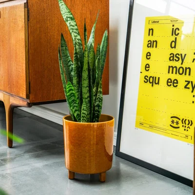Dunelm Pisa Plant Pot Mustard