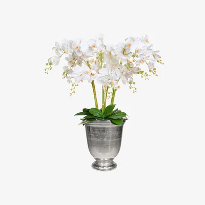 Furniture Village White Orchid in Bell Vase