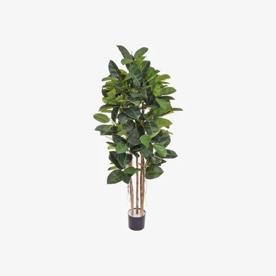 Furniture Village Ficus Elastica Tree in Black Pot