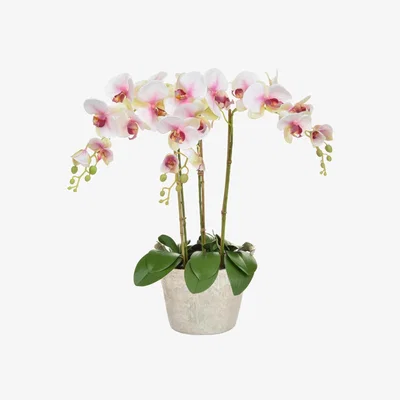 Furniture Village Beauty Orchid in Ice Bucket