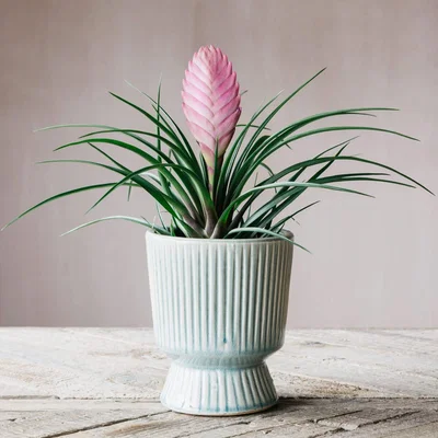 Graham & Green Light Blue Ribbed Plant Pot
