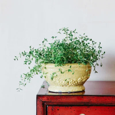 Graham & Green Ochre Short Planter
