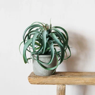 Graham & Green Faux Tillandsia Plant in Pot