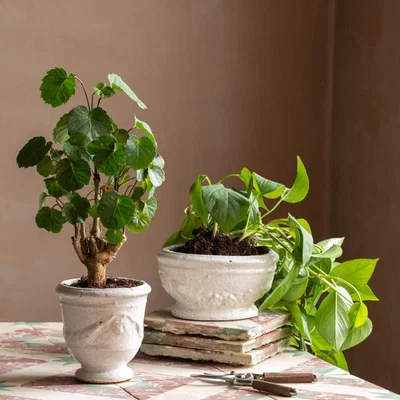 Graham & Green Graham and Green Wide Ivory Rustic Plant Pot