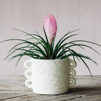 Graham & Green Cream Looped Handle Plant Pot
