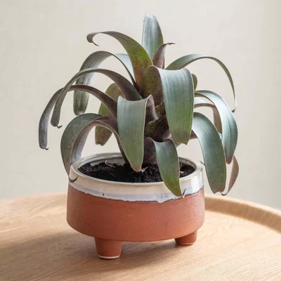 Graham & Green Halston Wide Terracotta Pot
