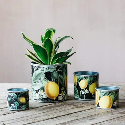 Graham & Green Graham and Green Set of Four Vintage Lemons Plant Pots