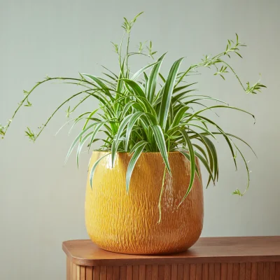 Gardenesque Ramada Bowl | Indoor Plant Pot Yellow