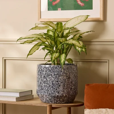 Gardenesque Lotte Ceramic | Indoor Plant Pot