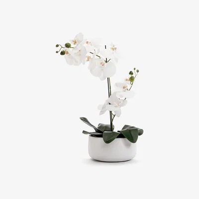 Habitat Habitat Large Orchid in White Pot