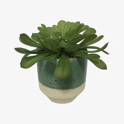 Habitat Habitat Artificial Faux Succulent in Ceramic Pot - Green