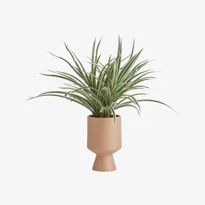 Habitat Habitat Large Spider Plant in Pot - Cream
