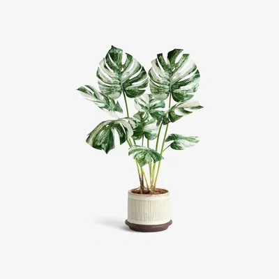 Habitat Habitat Large Monstera Plant in Ceramic Pot - Cream