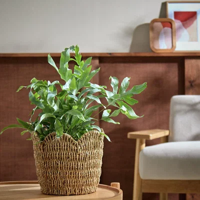 Habitat Habitat Small Scallop Rattan Planter - Natural