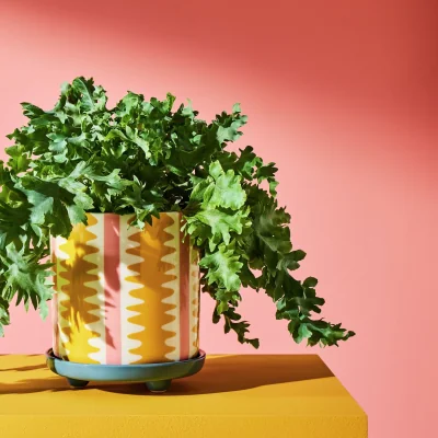 Habitat Habitat Stripe Ceramic Yellow Planter with Saucer