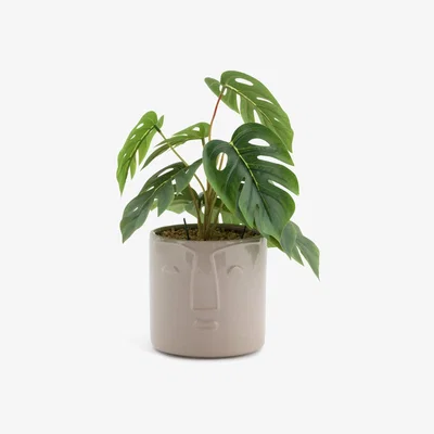 Habitat Habitat Boho Large Faux Face Plant - Cream