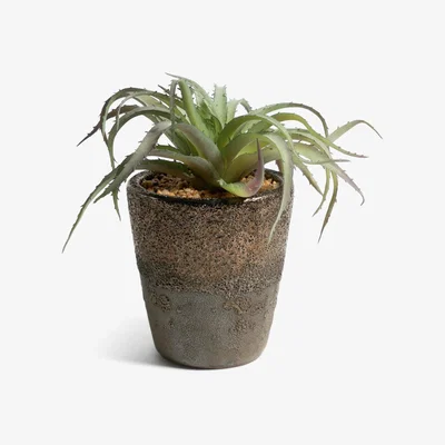 Habitat Habitat Faux Aloe in Ceramic Planter - Brown