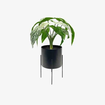 Habitat Habitat Leaf in Pot with Legs - Black