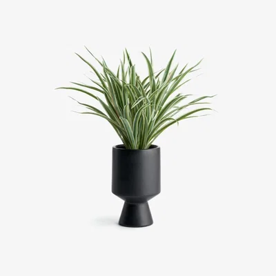 Habitat Habitat Faux Spider Plant in Ceramic Pot - Black