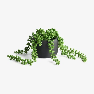 Habitat Habitat Trailing Faux Plant in Cement Pot - Black
