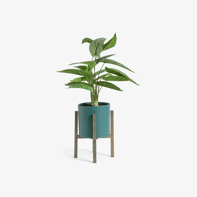 Habitat Habitat Large Plant in Pot on Legs - Blue