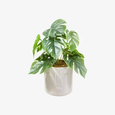 Habitat Habitat Boho Small Faux Face Plant - Cream