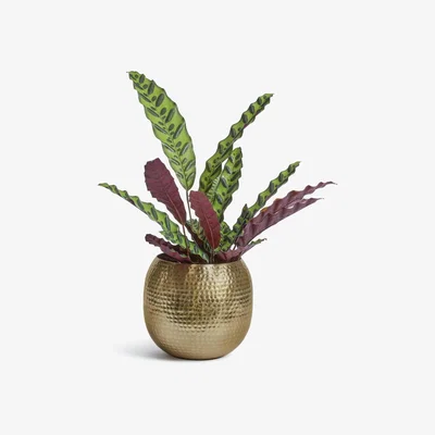 Habitat Habitat Hammered Planter - Gold