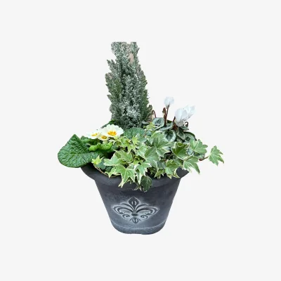 Homebase Christmas Fleur De Lys Mixed Mixed Planter 25cm