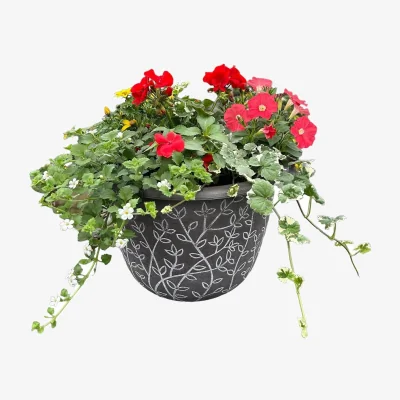 Homebase Premium Planter Geranium & Assorted Planting mix - 30cm